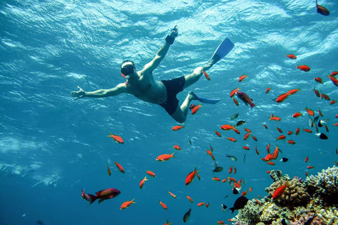 Marsa Mubarak Sea Turtles Trip with Optional Diving with 1 Intro-dives, Snorkelling, Lunch