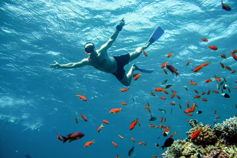 Marsa Mubarak Sea Turtles Trip with Optional Diving with 1 Intro-dives, Snorkelling, Lunch