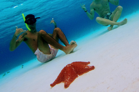 Cozumel: Starfish, Stingrays, and Turtle Bay Snorkeling Tour