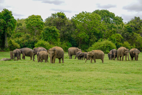 Kaudulla: Safari en elefante al atardecer con vistas impresionantes