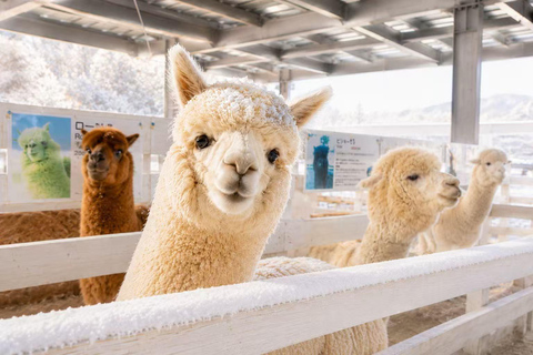 From Sapporo: Snow Fun, Shirahige Falls & Ningle Terrace