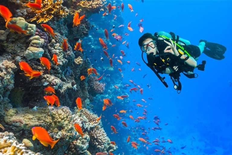 Hurghada: Full-Day Diving Tour with Lunch & Two Dive Sites Snorkeling Tour with 2 Sites
