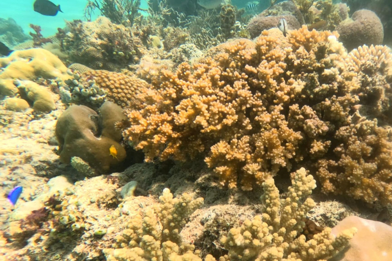 Coron: Dugong Watching Tour with Snorkeling