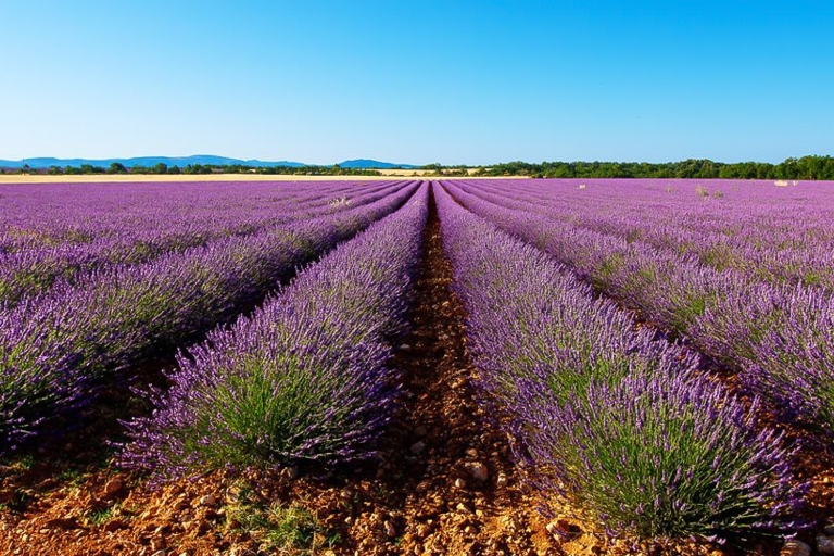 Von Marseille aus: Lavendel Ganztägig ValensoleAb Marseille: Lavendel-Tagestour nach Valensole