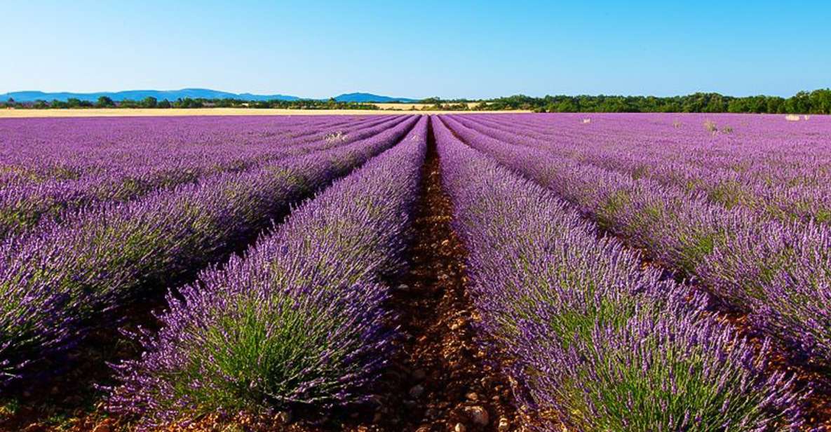 marseille lavender fields tour