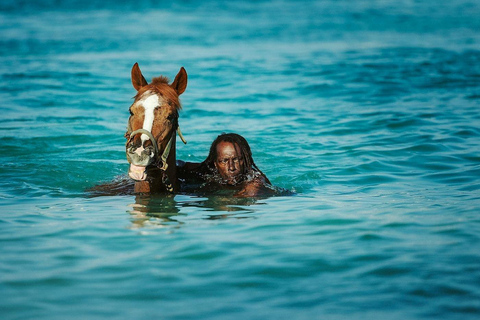 Experience Swimming Horses at Carlisle Bay & the Garrison South West Option