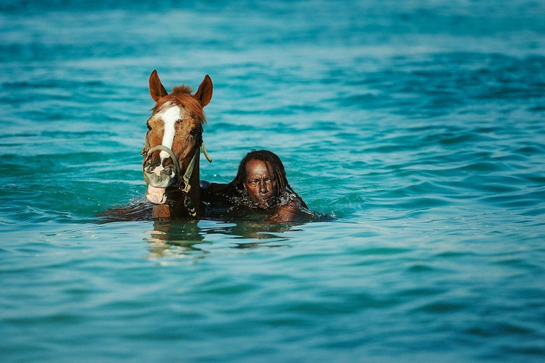 Experience Swimming Horses at Carlisle Bay & the Garrison South West Option