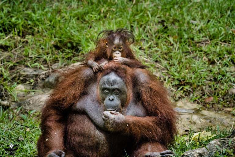 Cebu Safari &amp; Adventure Park