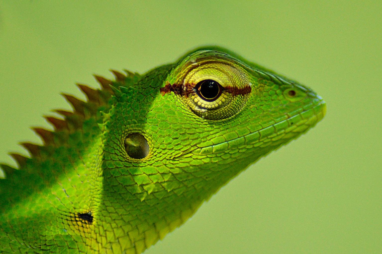 Sri Lanka: 6-Day Photography Tour with Hotel & Guide