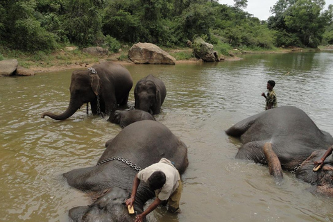 Från Bangalore: Bannerghatta Park &amp; Stadsvandringar Privat tur