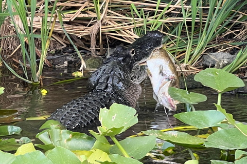 Everglades : en bateau à propulsion plate avec transport