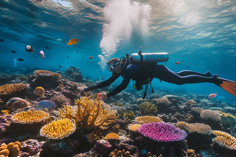 Punta Cana: Dive the Coral Paradise of Catalina Island