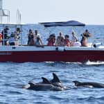 Alghero: tour con avvistamento dei delfini con ricercatore marino