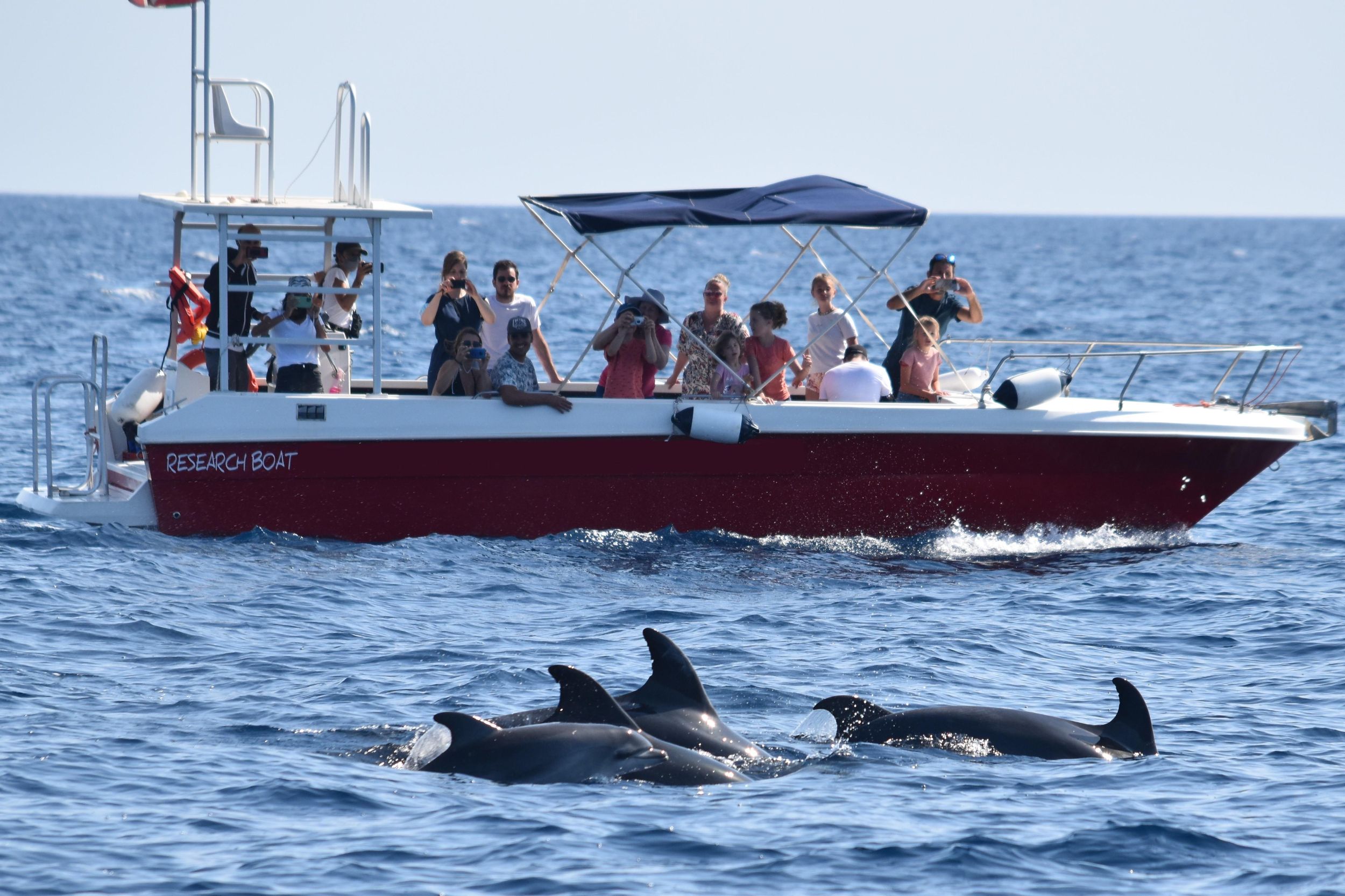 Alghero: Delfinbeobachtung mit Meeresforscher