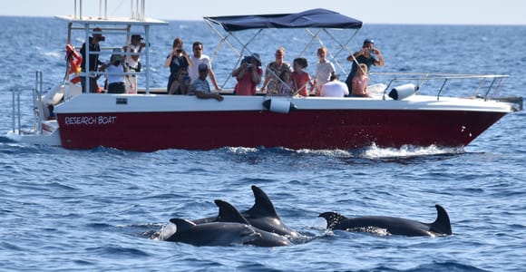 Alghero: Dolphin Watching Tour with Marine Researcher