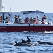 Alghero: Delfinbeobachtung mit Meeresforscher
