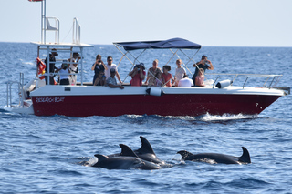 Alghero: Dolphin Watching Tour with Marine Researcher