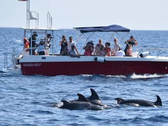 Alghero: Dolphin Watching Tour with Marine Biologists