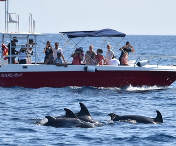 Alghero: Delfinbeobachtungstour mit Meeresbiologen