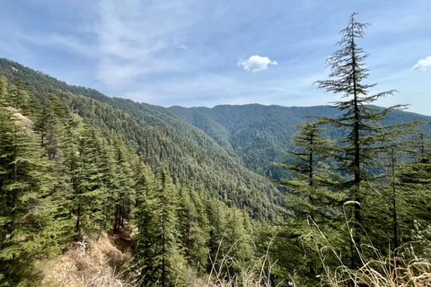 Shimla: Wildlife Sanctuary & Water Catchment Guided Tour