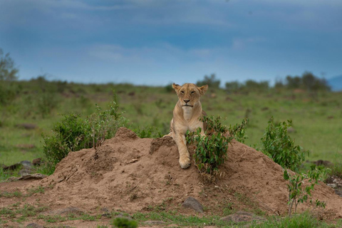 Demi-journée de safari dans le parc national de Nairobi avec prise en charge