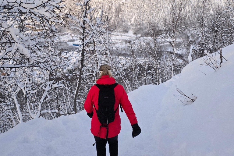 Tromsø: Fjellheisen Local Guided Hike