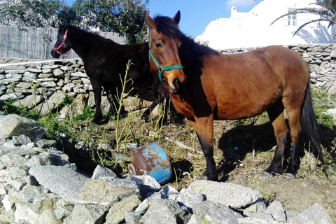 Aventure familiale en jeep à Mykonos : Ferme, vignoble et plage