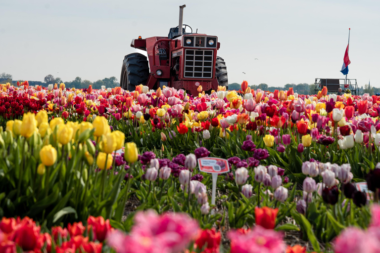 Tulip Experience and Tulip Fields Tour from Amsterdam