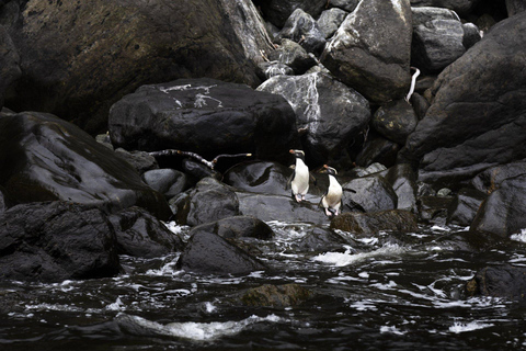 From Queenstown: Milford Sound Business Class with Cruise Milford Sound Business Class