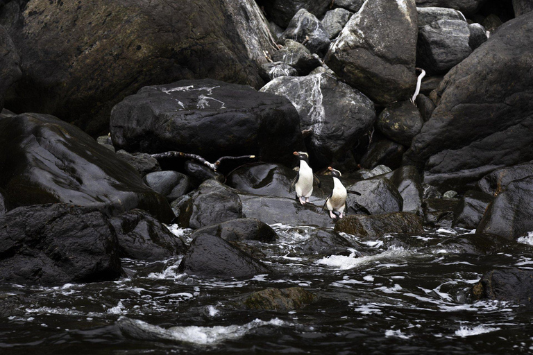 From Queenstown: Milford Sound Business Class with Cruise Milford Sound Business Class