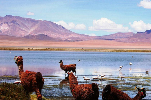 Van San Pedro de Atacama: 3-daagse Uyuni-zoutvlaktetour