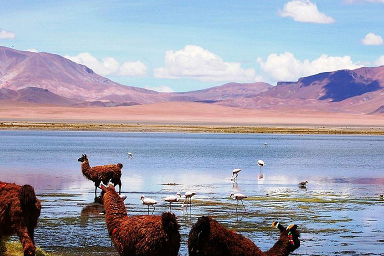 Van San Pedro de Atacama: 3-daagse Uyuni-zoutvlaktetour