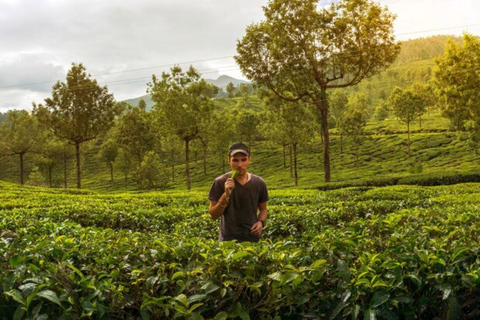 Negombo: 3-Day Sigiriya, Kandy, & Nuwara Eliya Tour