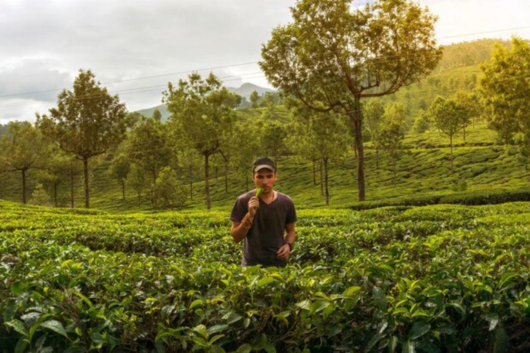 Negombo: 3-Day Sigiriya, Kandy, & Nuwara Eliya Tour