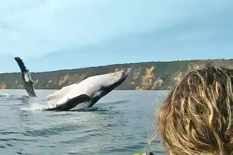Observation des baleines en kayak de mer + aventure sur la Great Beach Drive