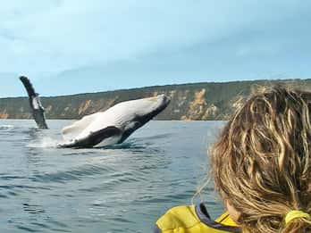Avistamiento de ballenas en kayak de mar + aventura por la gran playa