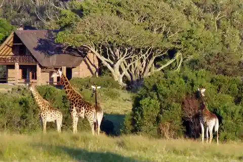 Port Elizabeth: Kragga Kamma Safari and Sardinia Bay Beach
