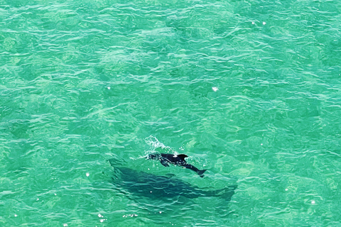 Clearwater: Guided Clear Kayaking Tour