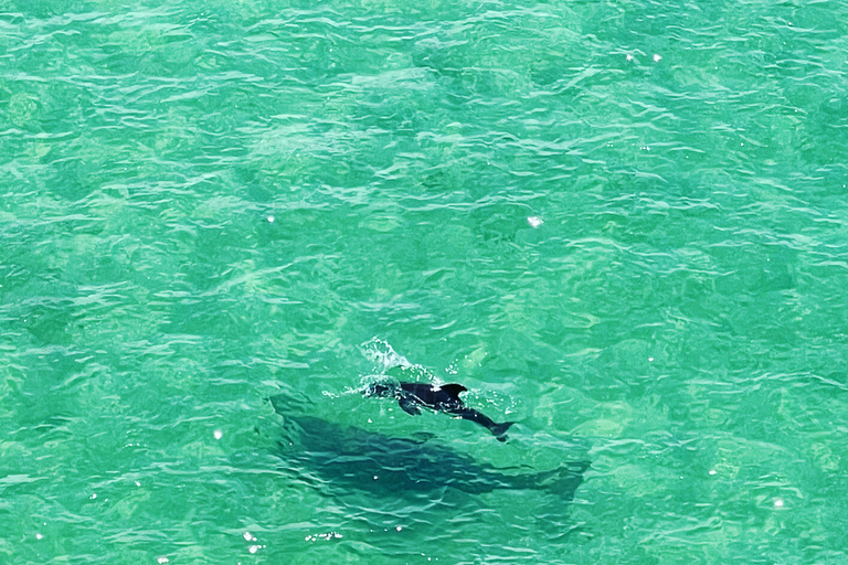 Clearwater: Guided Clear Kayaking Tour