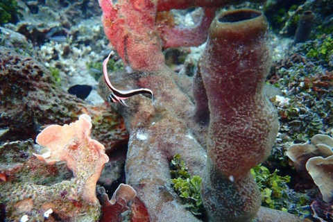 Cartagena: Barú and Rosario Islands Snorkeling Tour From Cartagena: Rosario Islands Snorkeling Tour