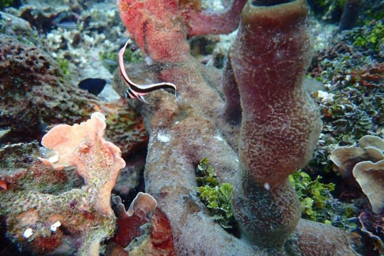 Cartagena: Barú and Rosario Islands Snorkeling Tour From Cartagena: Rosario Islands Snorkeling Tour