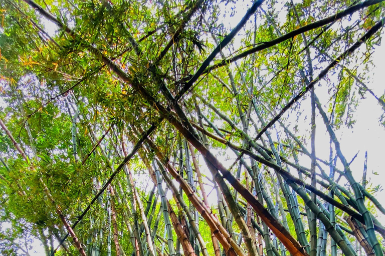 From Santa Marta: Minca and Coffee and Cacao Tour with Lunch Minca Magic and exotic Coffee and Cacao Tour