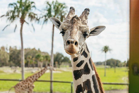 Orlando: drive-tru safaripark bij Wild Florida