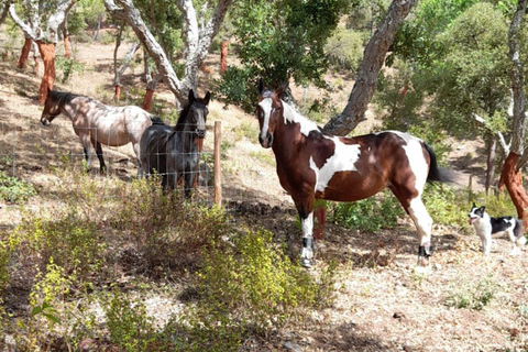 Costa Alentejana: Horse tour in Serra de Grândola
