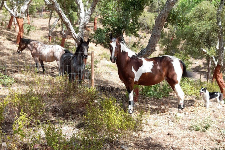 Costa Alentejana: Horse tour in Serra de Grândola