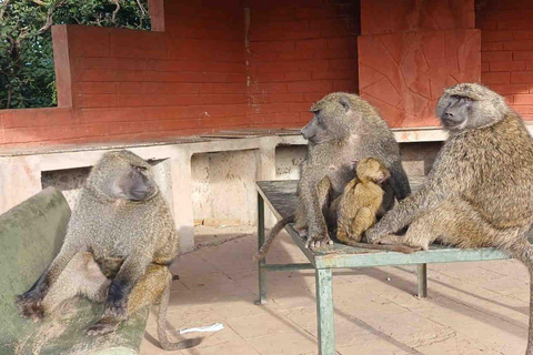 Nairobi: Nationaal park, Giraffe Center &amp; Souvenir TourNairobi: Nationaal park, Giraffecentrum &amp; Souvenir Tour