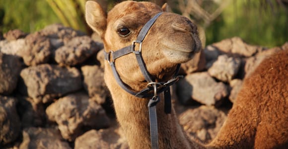 Tenerife: Camel Park Visit with 20-Minute Camel Ride Option