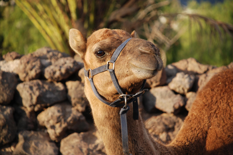 Camel Ride, Farm Visit and aperitive Pack Basic