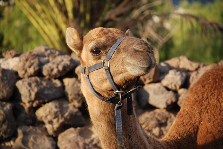 Camel Ride, Farm Visit and aperitive Pack Basic