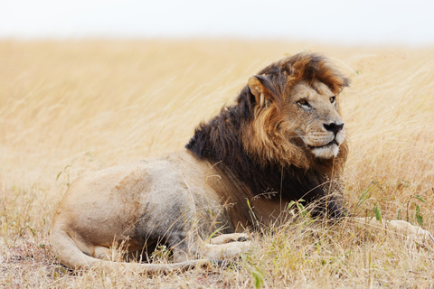 Safari economico di 6 giorni a Masai Mara, Lago Nakuru e Amboseli.